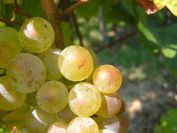 The Chenin, the grape of the white Anjou wines