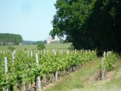 Le Vignoble en Anjou